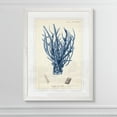 thumbnail image 3 of Wexford Home Antique Coral in Navy V-Framed Print - White - 22X30, 3 of 4