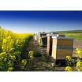 thumbnail image 2 of Beekeeping with Oilseed Rape Wall Mural by Wallmonkeys Peel and Stick Graphic (36 in W x 27 in H) WM115787, 2 of 4