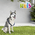 thumbnail image 5 of ARNES MED AZUL BERRYDOG P/MASCOTA Fancy Pets FL9542, 5 of 5