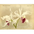thumbnail image 2 of Goossens, A. 14x12 White Modern Wood Framed Museum Art Print Titled - Orchid, Laelia Crispa, 2 of 4