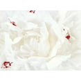 thumbnail image 2 of Perry, Rachel 14x12 White Modern Wood Framed Museum Art Print Titled - White Linen Peony I, 2 of 4