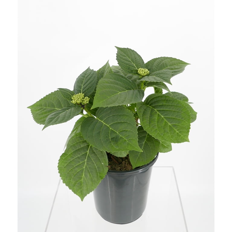Expert Gardener 2.5QT Sun Hydrangea Live Shrub Plant - Walmart.com