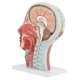 thumbnail image 5 of Modelo De Cerebro Médico, Modelo De Cabeza Médica Tamaño Real Marcado Transparente Plástico De PVC Con Base De Plástico Para Enseñanza Física Para Hospitales Para Escuelas ANGGREK Otros, 5 of 8