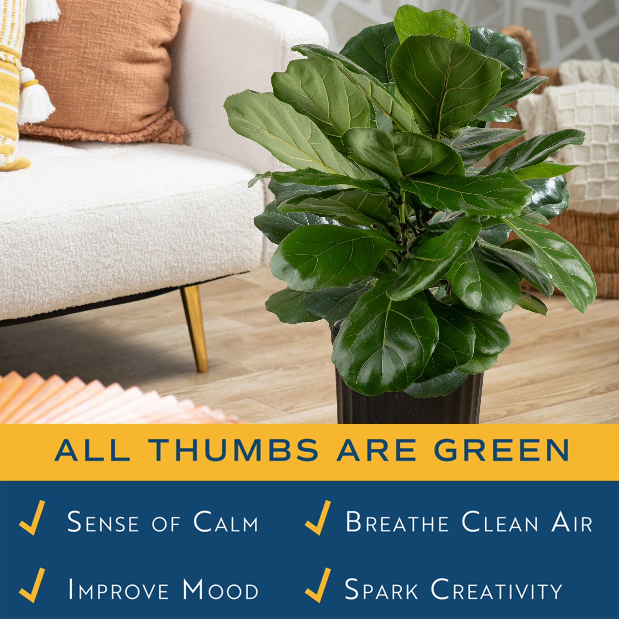 Costa Farms 26" Fiddle Leaf Fig Live House Plants in 10" Grower Pot