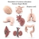 thumbnail image 5 of Ounissouiy Modelo de órgano humano para niños, estómago, intestino delgado, ciencia educativa, juguete para niños, accesorio de aprendizaje Juguetes Educativos, 5 of 6