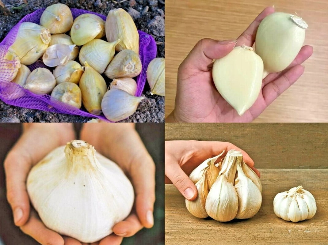 1 Elephant Garlic Huge Clove - Perennial Herb - Vegetable Garden