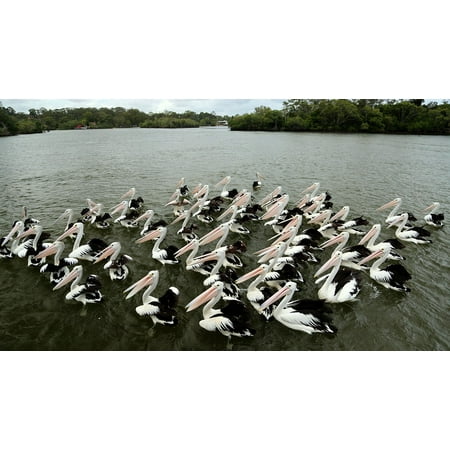 Framed Art for Your Wall Pelican Bird Neat 10x13 Frame