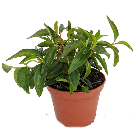 Canoe Bush Peperomia Plant - 2.5" Pot -