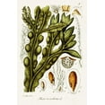 thumbnail image 2 of Unknown 11x14 White Modern Wood Framed Museum Art Print Titled - Seaweed Illustration IV, 2 of 4