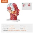 thumbnail image 3 of Life-Size Human Half Head Model with Brain, Skull, Muscles & Nerves - Anatomical Neurovascular Head & Neck Display for Medical Teaching, Student Learning, 3 of 9