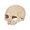 #3-Skull Decor, variant on Clearance Halloween Aged Resin Skull Decor, Green Skeleton Head Figurine, Indoor Decor for Table Party Scene