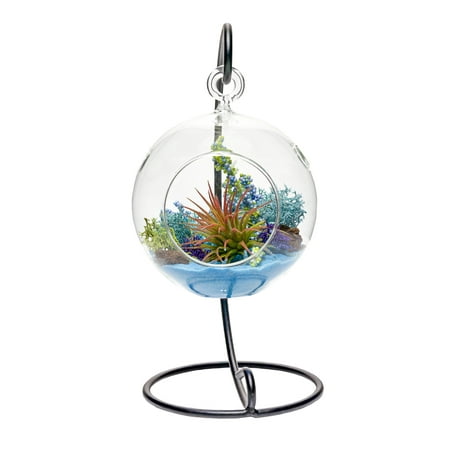Air Plant Terrarium Kit Aquatic Paradise Natural Accents Series Air Plant Terrarium Kit Aquatic Paradise Natural Accents Series 4 Hanging Gl Globe W Stand Nautical Crush Trading Tm Live