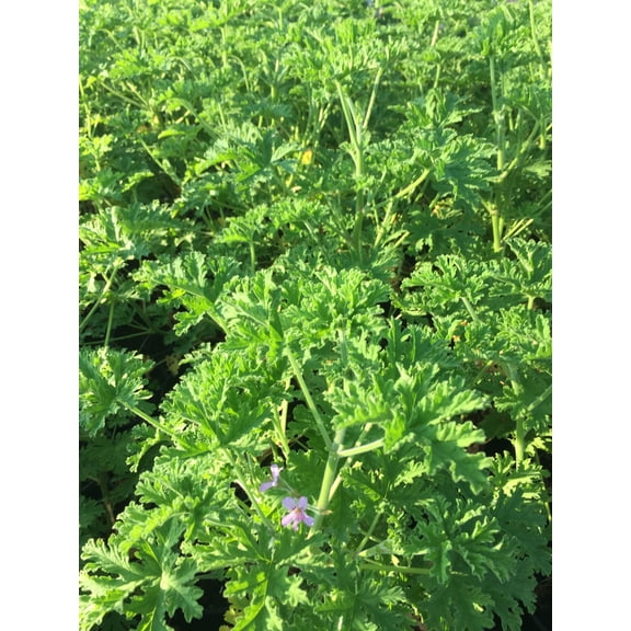 Daylily Nursery Citronella Live Plants in Pot (3 Count)