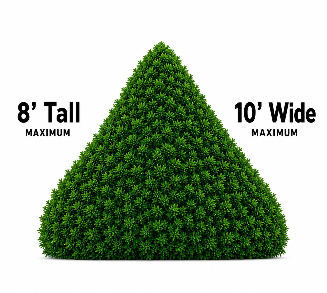 Compacta Japanese Holly Evergreen Live Shrub in 3-Gallon Grower Pot
