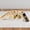 Double hammock, variant on Single hammock small pet bed with wooden platform and stairs for guinea pigs, chinchillas, rats, hamsters, bunnies