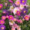 thumbnail image 5 of TomorrowSeeds - Single Mix China Aster Seeds - 6000+ Count - For 2026 Planting Callistephus, 5 of 9