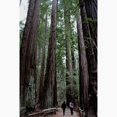 thumbnail image 2 of CafePress - Muir Woods, California Magnet - 2.25" Round Magnet, Refrigerator Magnet, Button Magnet Style, 2 of 3