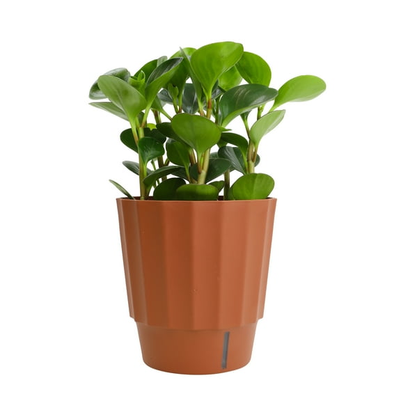 Altman Plants Element 6" Green Peperomia Live Plants in 6" Self Watering Pot