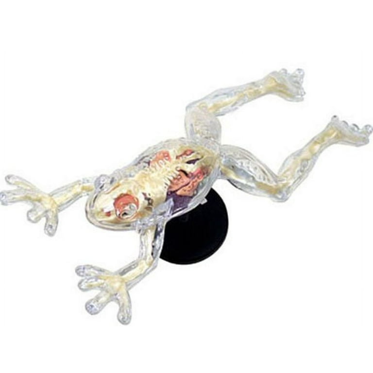 4D Vision Full Skeleton Frog Model - Walmart.com 4D Vision Full Skeleton Frog Model - Walmart.com
