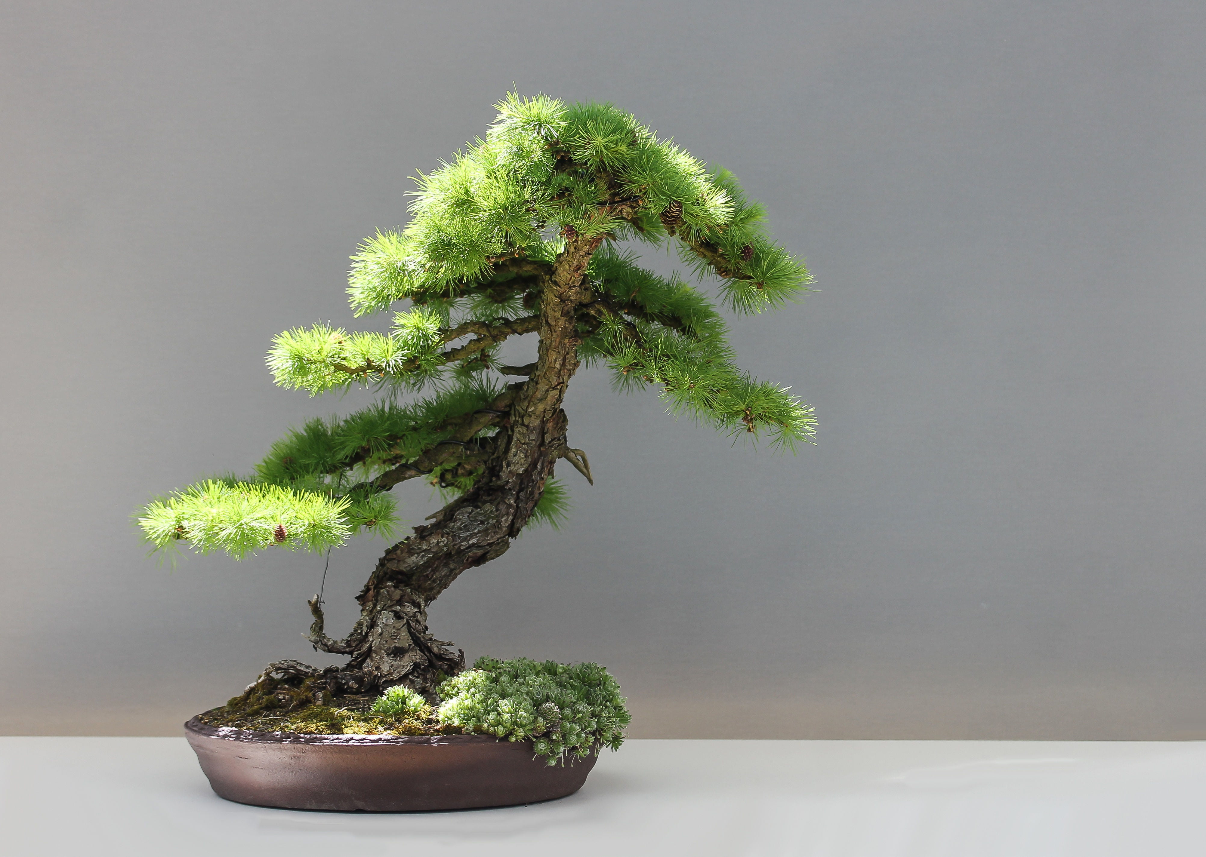 SEEDS - 10 Seeds- Japanese Larch- Bonsai Tree- Weathered Look -Conifer-  Furrowed Bark- all purpose tree- Nice Soft needles -Larix kaempferi -  Walmart.com