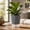 Black, variant on Self-Watering Planter Pot, Indoor Gardening Pot, Modern Geometric Flower Pot With Water Reservoir, 3 Colors Black White Gray