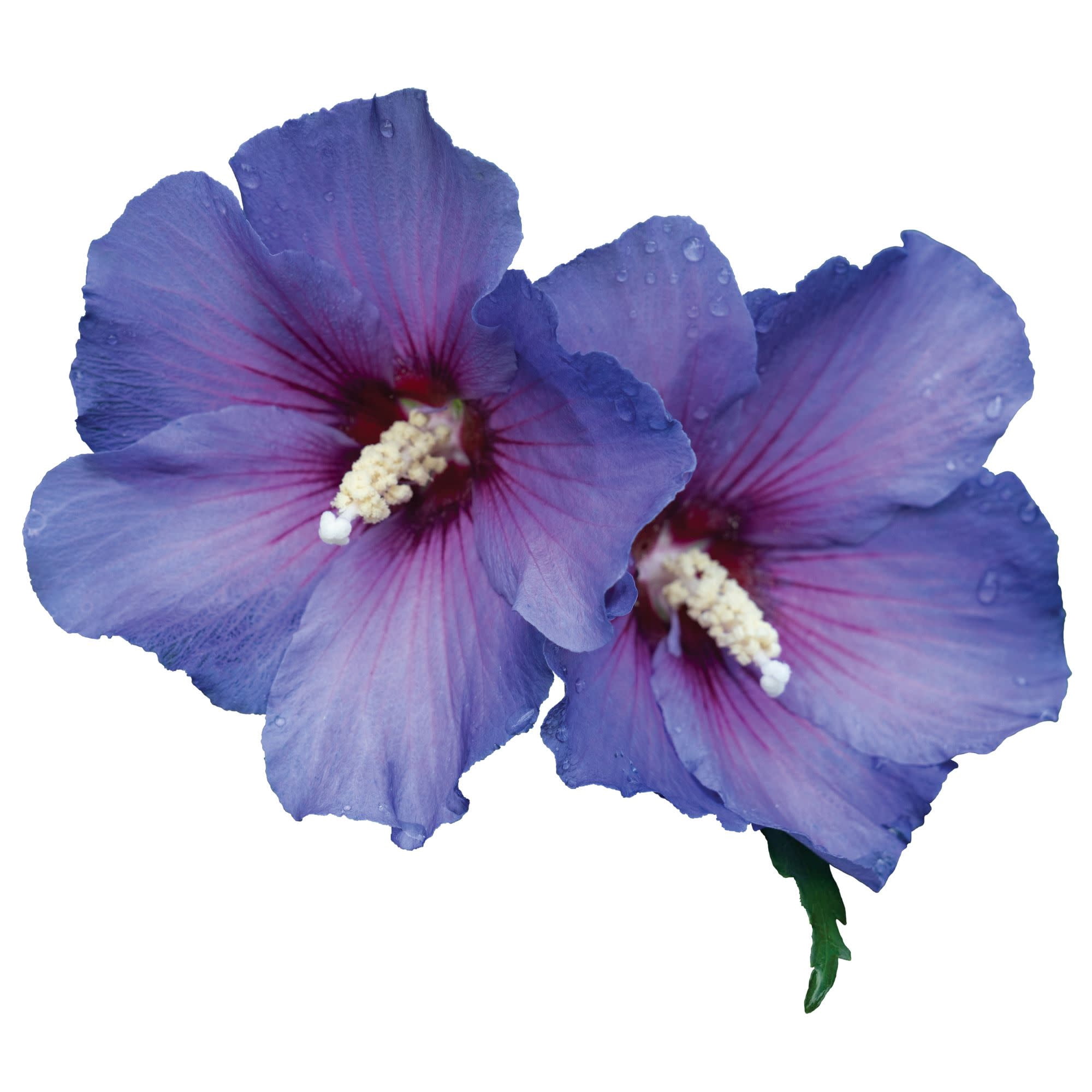 Proven Winners ColorChoice 5" Blue Paraplu Violet Rose of Sharon Live Plant in 4.5" Pot (4 Count)