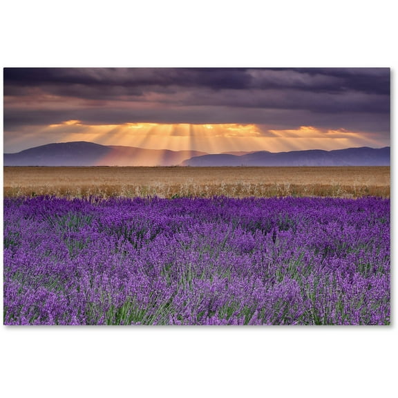 Trademark Fine Art "Lavender Sunbeams" Canvas Art by Michael Blanchette Photography