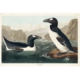 thumbnail image 2 of Audubon, John James 18x13 White Modern Wood Framed Museum Art Print Titled - Great Auk, 2 of 4