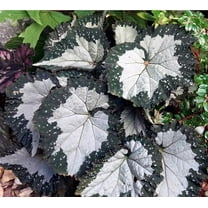 Starry Night Begonia Plant - 3.7" Pot - Terrarium/Fairy Garden/Houseplant/Bonsai