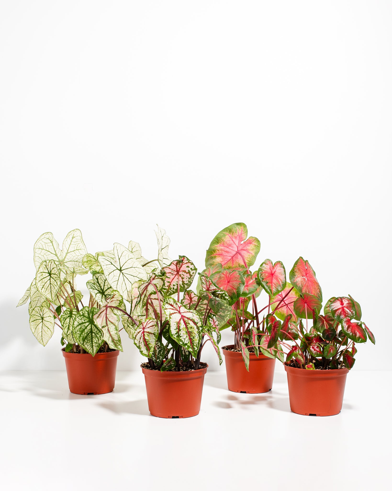 Caladium Collection