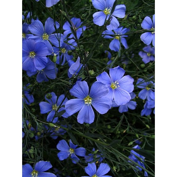 Blue Flax Perennial Seeds 200 Seeds - Linum Perenne