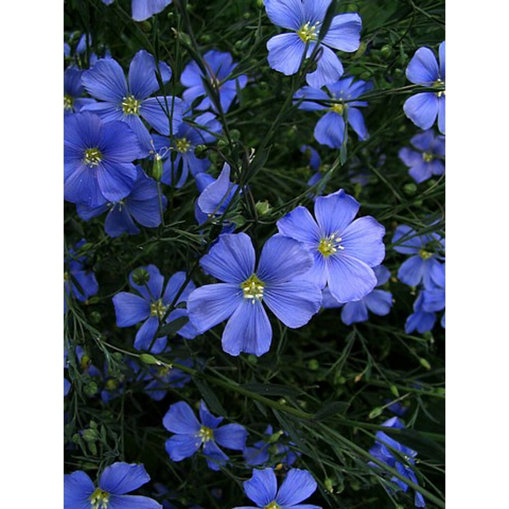 Лен многолетний Linum perénne