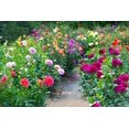 thumbnail image 2 of Deanna's Dahlias - Exotic Mix, 100+ Seeds - Made in USA, Ships from Iowa., 2 of 2