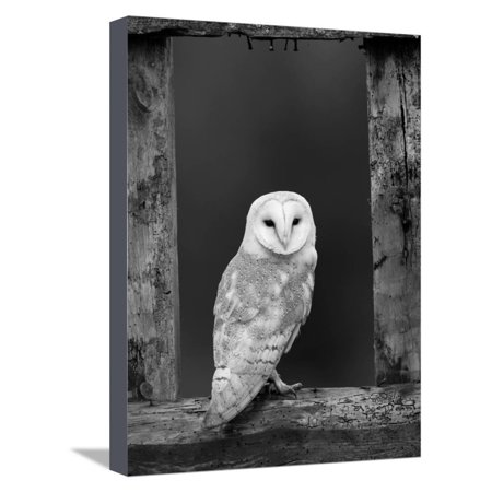 Barn Owl In Old Farm Building Window Scotland Uk Cairngorms