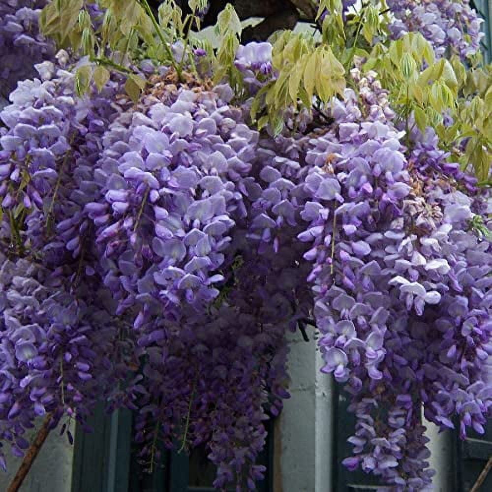 Stunning Live 1 Potted Chinese Blue Weeping Wisteria Tree Fresh Plant