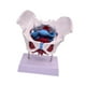 thumbnail image 1 of Modelo de pelvis femenina, modelo de esqueleto femenino, pantalla anatómica de PVC, artículo educativo. Estilo C, 1 of 9