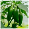 thumbnail image 3 of Everwilde Farms - 1/4 lb Jalapeno M Hot Pepper Seeds - Gold Vault Bulk Seed Packet, 3 of 3