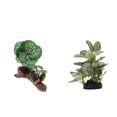thumbnail image 1 of 2 Piezas de Plantas de Decoración de Hábitat para Anfibios Fernando, 1 of 8