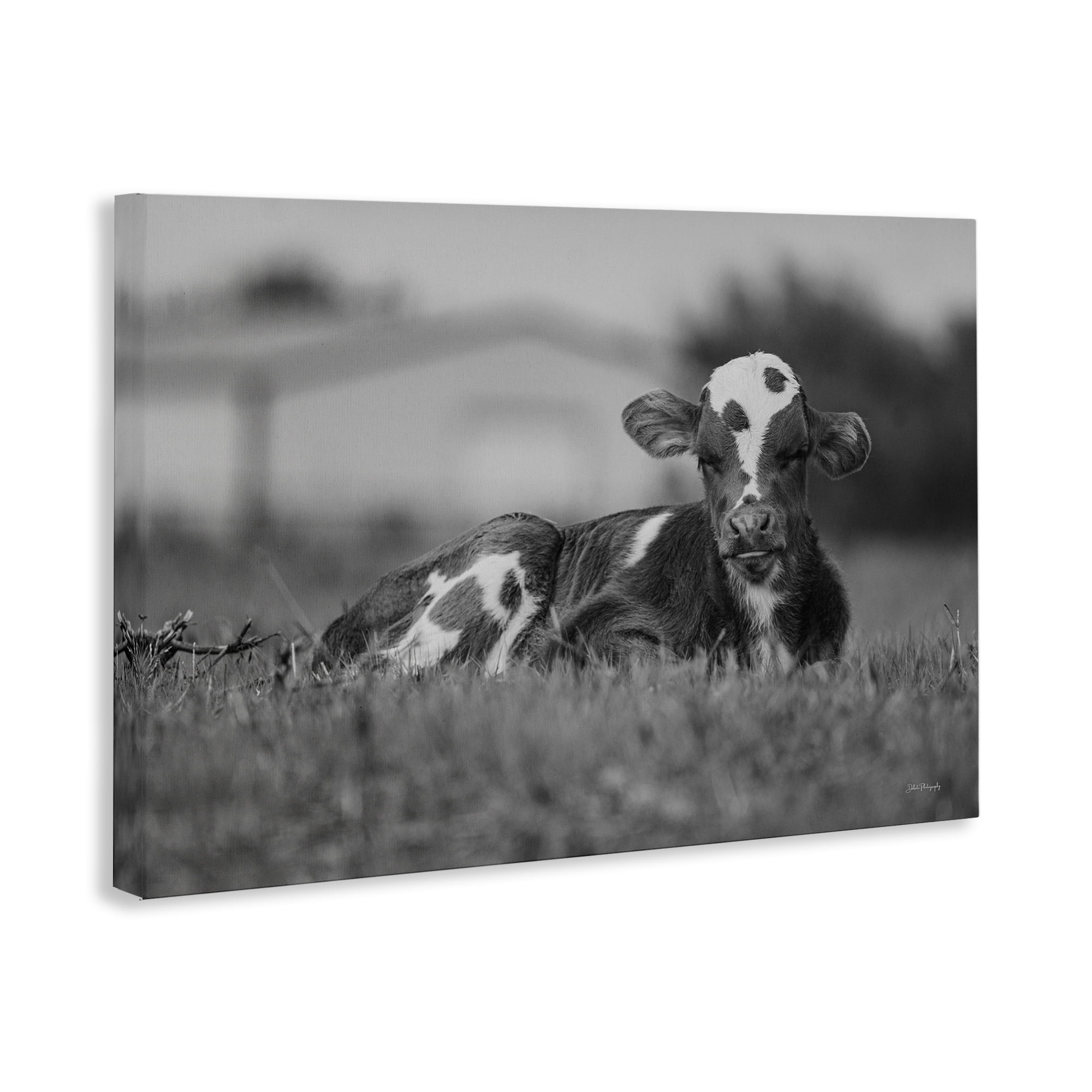Stupell Industries Resting Cow in Grass Animals & Insects Photography Gallery Wrapped Canvas Art Print Wall Art, 24 x 16