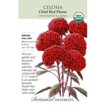 Organic Chief Red Flame Celosia Seeds - 30 Seeds
