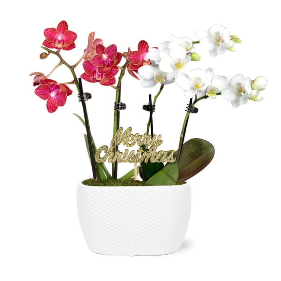 Just Add Ice 6-10" Red and White Orchid Duo Live Plants in 4" White Ceramic Planter with Merry Christmas Pick, House Plant