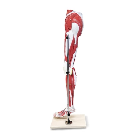 Vision Scientific Muscles of Human Leg Model - 13 Parts price history on PriceWatchPro