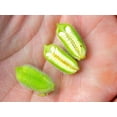 thumbnail image 6 of TomorrowSeeds - White Sesame Seeds - 1500+ Count - For 2026 Planting Benne Gingelly Til Simsim Ellu, 6 of 9