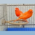 thumbnail image 6 of Plastic Bird Water Bath Box Parrots Parakeets Hanging Birdbath Cage Basins, 6 of 9