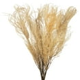 thumbnail image 2 of Vickerman 26" Bleached Fern - Andares, 4 oz per pack, Dried, 2 of 6