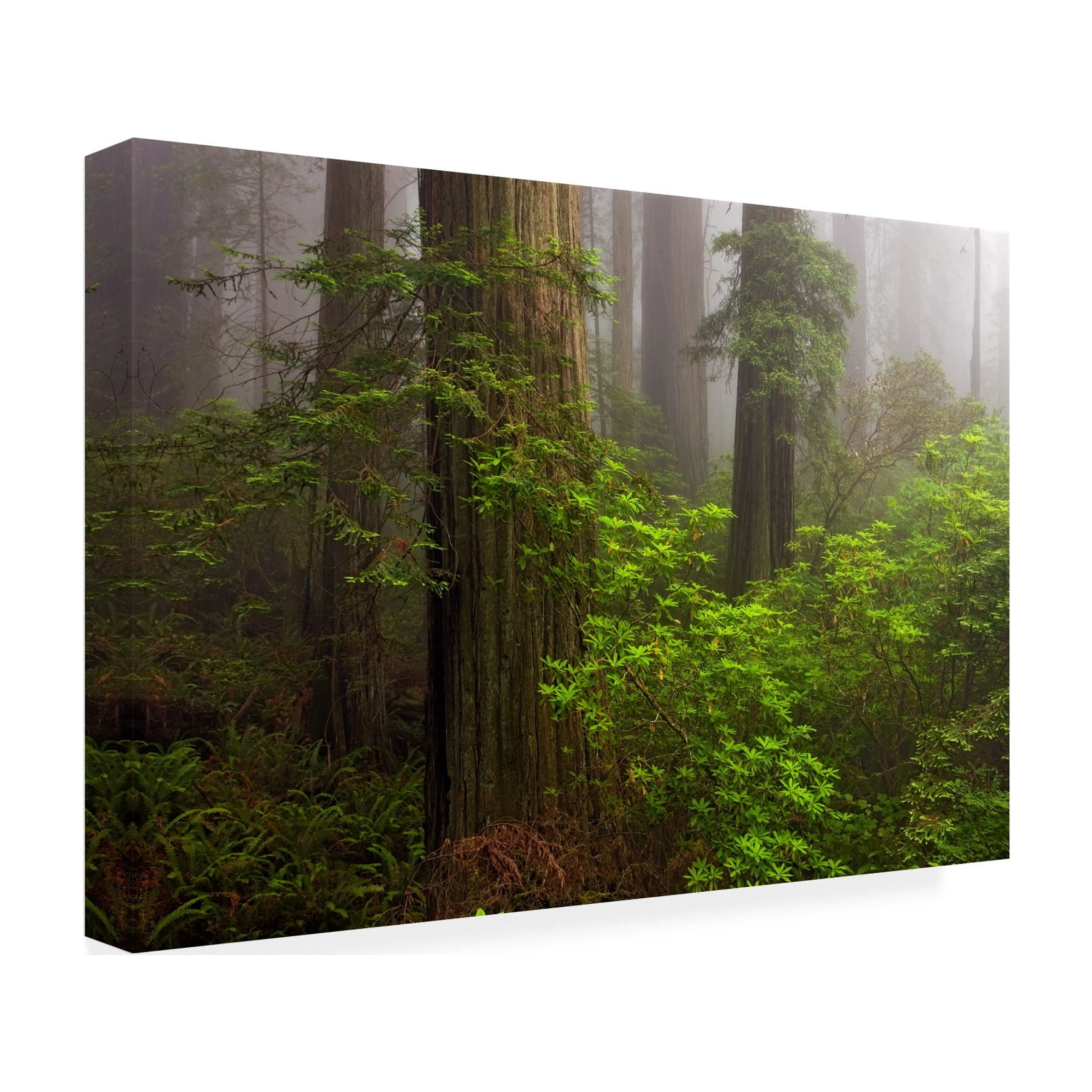 Trademark Fine Art 'Redwoods Fog' Canvas Art by Mike Jones Photo