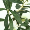 thumbnail image 7 of Travelwant 5Packs Tall Artificial Olive Branches for Vases Faux Greenery Stems, Silk Eucalyptus Stems for Home Office Decor and DIY Wreaths, 7 of 7