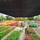 thumbnail image 2 of Tela de sombra - Red de protección solar del 90 % para jardín, patio, velas de sombra para plantas, invernaderos, pérgolas al aire libre, césped, telas de sombra de 2 m x 3 m, 2 of 4