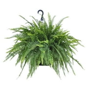 United Nursery Live Boston Fern, Sword Fern, in 10 inch Hanging Basket, Requires Indirect Light