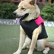 thumbnail image 5 of Chaqueta de plumón impermeable para mascotas de poliéster rosa, ropa, abrigo grueso y cálido para perros grandes (3XL), 5 of 8